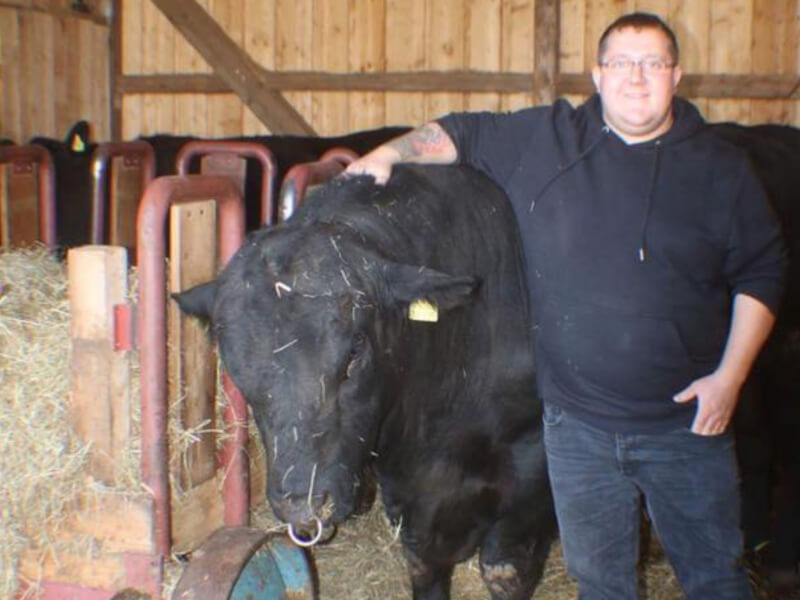 Singoldtaler Angus Rind